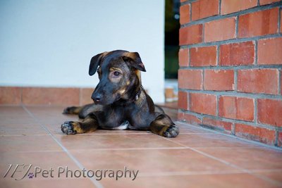 Truffle - Mixed Breed Dog