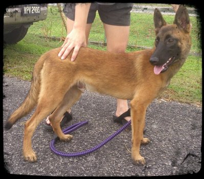 Belgium Shepherd Puppie - Belgian Shepherd Dog Sheepdog Dog