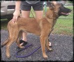 Belgium Shepherd Puppie - Belgian Shepherd Dog Sheepdog Dog