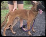 Belgium Shepherd Puppie - Belgian Shepherd Dog Sheepdog Dog