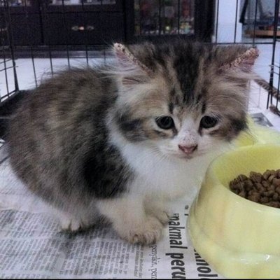 Maru - Domestic Long Hair Cat