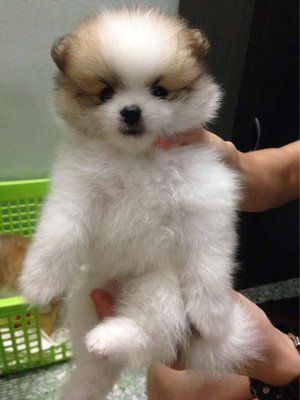 Pomeranian (Parti Color) - Pomeranian Dog