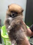 Pomeranian (Parti Color) - Pomeranian Dog