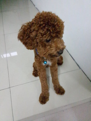 Milo - Poodle Dog