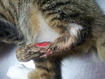 latest condition of hind leg, not healed yet