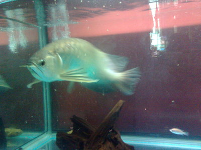 Green Arowana For Sale - Arowanas Fish