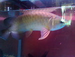 Green Arowana For Sale - Arowanas Fish