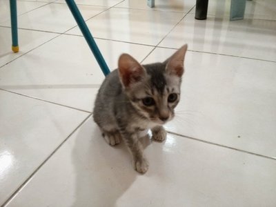 Mung - Domestic Short Hair Cat