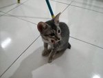 Mung - Domestic Short Hair Cat