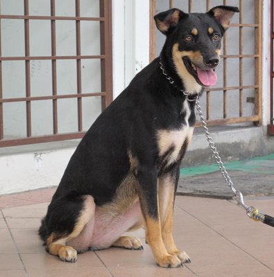 Lily - Mixed Breed Dog