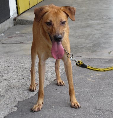 Scooby - Mixed Breed Dog