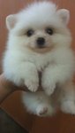 Wonderful White Pomeranian Puppy - Pomeranian Dog