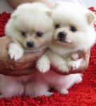 Wonderful White Pomeranian