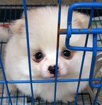 Wonderful White Pomeranian Puppy - Pomeranian Dog