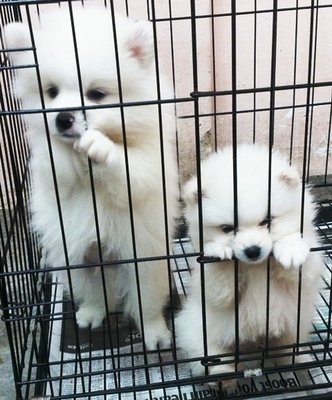 Wonderful White Pomeranian Puppy - Pomeranian Dog