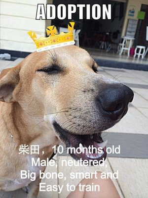 Cai Tian 柴田 - Mixed Breed Dog