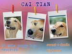 Cai Tian 柴田 - Mixed Breed Dog