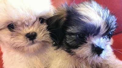 PF49697 - Shih Tzu Dog