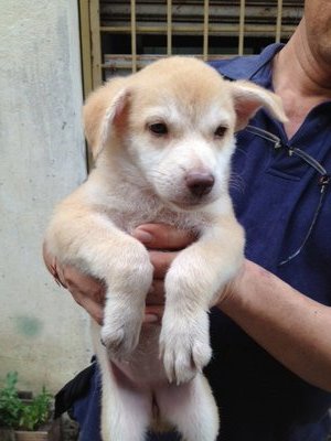 Husk Brown - Mixed Breed Dog