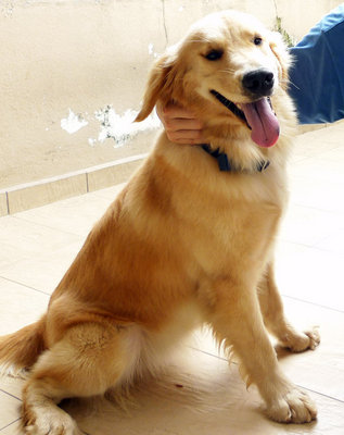 Quincy - Golden Retriever Dog