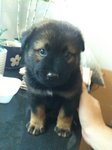 Cute Puppies For Adopt - Mixed Breed Dog