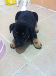 Cute Puppies For Adopt - Mixed Breed Dog