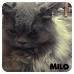 Milo