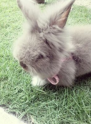 Mocha - Angora Rabbit Rabbit