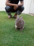 Mocha - Angora Rabbit Rabbit