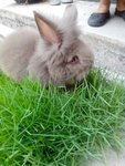 Mocha - Angora Rabbit Rabbit