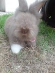 Mocha - Angora Rabbit Rabbit