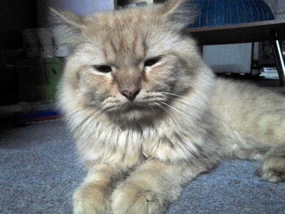 Hero - Maine Coon Cat