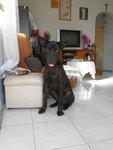 Big Blacky - German Shepherd Dog Mix Dog