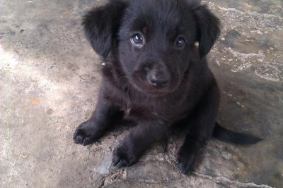 5 Pups At 1 Month Old - Mixed Breed Dog