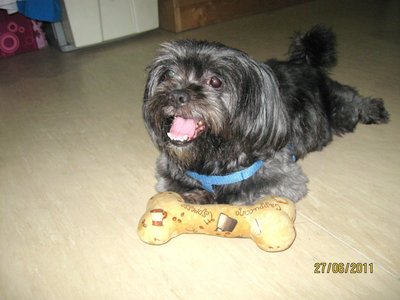 Husky - Shih Tzu + Terrier Dog