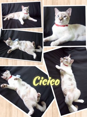 Cicico - Domestic Short Hair Cat