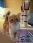 Exotic Shorthair Kitten - Exotic Shorthair Cat