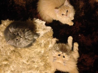 PF49741 - Persian Cat