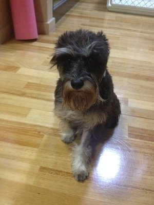 Lexy - Schnauzer Dog