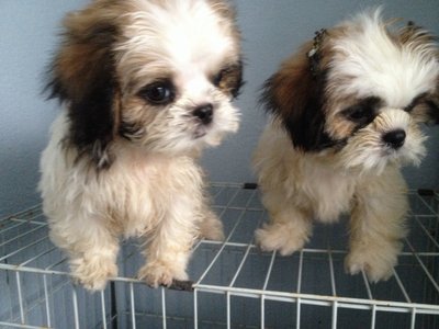 PF49753 - Shih Tzu Dog