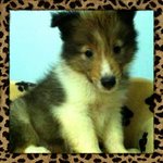 Shetland Sheepdog  - Shetland Sheepdog Sheltie Dog