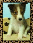 Shetland Sheepdog  - Shetland Sheepdog Sheltie Dog