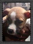 Amarican Pit Bull Terrier Puppies  - Pit Bull Terrier Dog