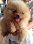 Quality Pomeranian With Mka - Pomeranian Dog