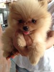 Quality Pomeranian With Mka - Pomeranian Dog