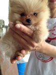 Quality Pomeranian With Mka - Pomeranian Dog