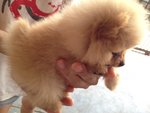 Quality Pomeranian With Mka - Pomeranian Dog