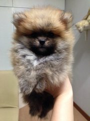 Quality Pomeranian With Mka - Pomeranian Dog