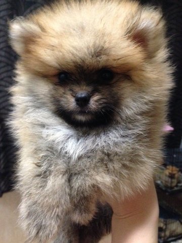 Quality Pomeranian With Mka - Pomeranian Dog