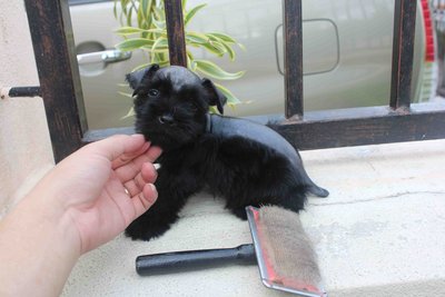 Tw Full Black Mini Schnauzer Puppy - Schnauzer Dog